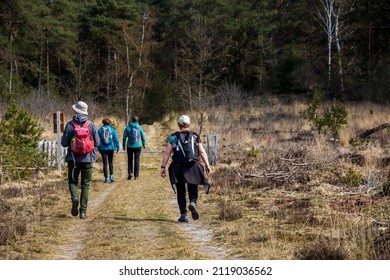 Tourist Hiking In Nature Park Adderveen Near Appelscha In Denthe The Netherlands