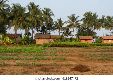 Tourist Houses In The Village Of Inili. Fields With Fruit Crops And Coconut Palms. Typical Indian Landscape