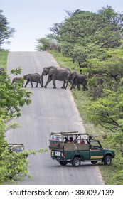 Tourist In Jeep Safari Looking African Elephant In Kruger National Park, South Africa