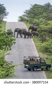 Tourist In Jeep Safari Looking African Elephant In Kruger National Park, South Africa