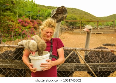 Tourist man feeds ostriches in Oudtshoorn, Western Cape, South Africa while an ostrich steals his hat. Fun tourist activity in the largest city of Little Karoo known for the numerous ostrich farms.
