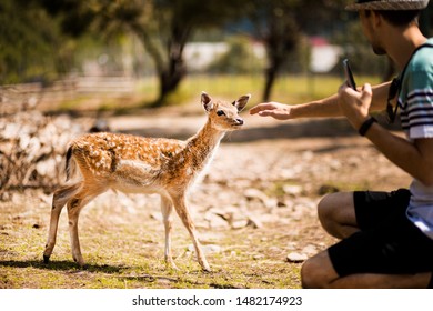 Tourist Man In Forest Zoo Touches Cute Sika Baby Deer