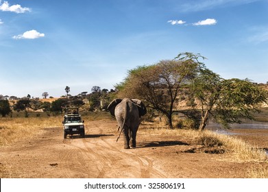 Tourist on safari taking pictures of Elephant passing by at the Serengeti National Park, Tanzania - Shutterstock ID 325806191