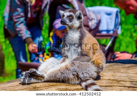 Similar – Image, Stock Photo Portrait of a ring-tailed lemur (Lemur catta)