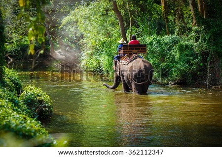 tourist riding on elephants Trekking in Thailand