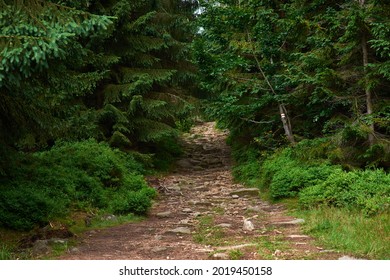 Tourist route. A bumpy path covered with stones hidden in dense forest - Powered by Shutterstock