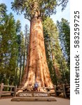 Tourist in Sequoia National Park in front of the largest tree in the world - General Sherman tree. California, United States.