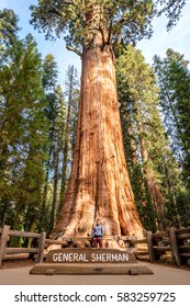 Tourist In Sequoia National Park In Front Of The Largest Tree In The World - General Sherman Tree. California, United States.