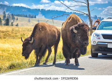 Tourist Taking A Picture Of Bisons Crossing Road In The Yellowstone National Park. Wyoming. USA. August 2020