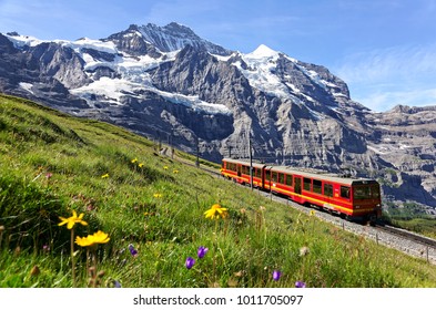 A tourist train travels on Jungfrau Railway from Jungfraujoch (Top of Europe) to Kleine Scheidegg & wild flowers bloom on a green grassy hillside under blue sunny sky in Bernese Oberland, Switzerland - Shutterstock ID 1011705097