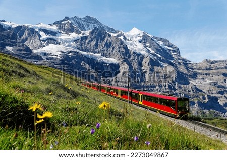 A tourist train travels on Jungfrau Railway from Jungfraujoch (Top of Europe) to Kleine Scheidegg and wild flowers bloom on a green grassy hillside under blue sunny sky in Berner Oberland, Switzerland