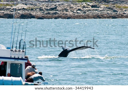 Tourist watching a whale dive in Alaska. Focus on the whale.