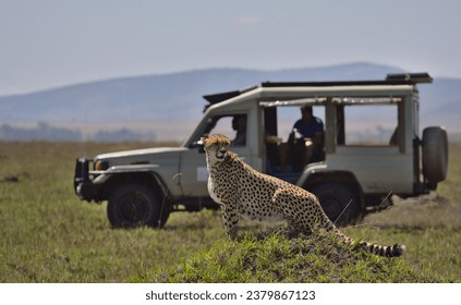 tourist wildlife photographer and guide in safari vehicle sight a cheetah in the wild savannah of the masai mara, kenya, during their game drive - Powered by Shutterstock