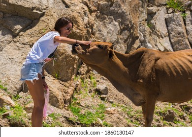 Tourist woman petting and feeding cow on the road in the mountains