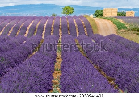 Similar – #A# Purple Farm Art