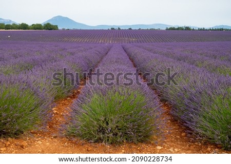 Similar – #A# Lavender Good Art