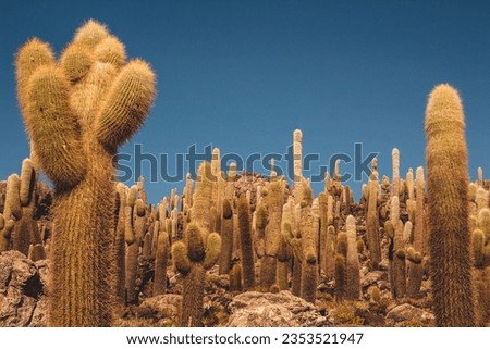 touristic Isla Incahuasi, a big island full of giant Bolivian cactus in the middle of the flat salt desert - Salar de Uyuni, Bolivia