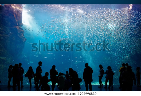 Tourists gazing at the huge panel of Xpark\
Aquarium and mesmerized by the beautiful under-water world, with a\
shoal of silver moony fish swimming in the blue seawater, in\
Zhongli, Taoyuan City,\
Taiwan