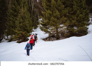 Tourists Go Hiking In Winter With A Backpack, Winter Trekking, Hiking In The Snow, A Group Of Tourists In The Winter Forest.