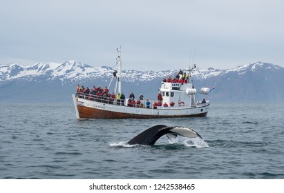 Tourists on the boat watching whales in Husavik bay. Iceland - June 2018