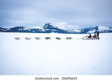 Tourists Are Pulled By A Dog Sled Along The Mendenhall Glacier In Alaska Just Outside Juneau.