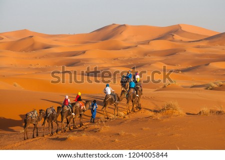 Tourists are riding camels through Sahara desert. 