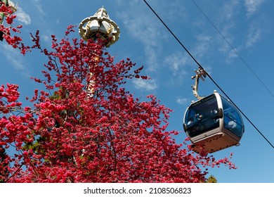 Tourists riding a gondola of the cable car over fiery cherry blossom trees (Sakura) and the Big Drop towering against blue sky, in Formosan Aboriginal Cultural Village, in Yuchi, Nantou County, Taiwan