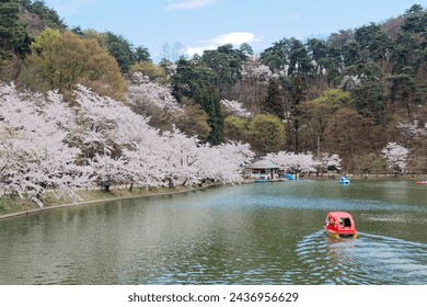 Tourists rowing boats merrily on a lake with beautiful Sakura trees in full bloom and enjoying Hanami (a popular activity of viewing cherry blossoms in spring), in Garyu Park 臥竜公園, Nagano 長野, Japan