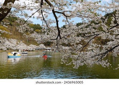 Tourists rowing boats merrily on a lake under beautiful Sakura trees and enjoying Hanami (a popular activity of viewing cherry blossoms in spring), in Garyu Park 臥竜公園, Nagano Prefecture 長野, Japan