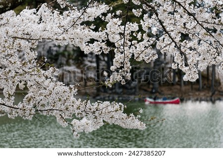 Tourists rowing boats merrily on a lake under beautiful Sakura trees and enjoying Hanami (a popular activity of viewing cherry blossoms in spring), in Garyu Park 臥竜公園, Nagano Prefecture 長野, Japan 商業照片 © 