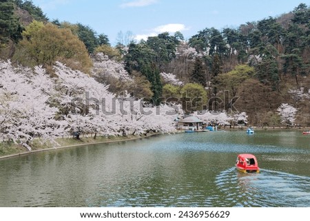 Tourists rowing boats merrily on a lake with beautiful Sakura trees in full bloom and enjoying Hanami (a popular activity of viewing cherry blossoms in spring), in Garyu Park 臥竜公園, Nagano 長野, Japan 商業照片 © 