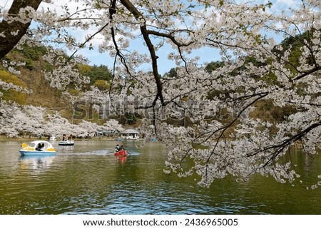 Tourists rowing boats merrily on a lake under beautiful Sakura trees and enjoying Hanami (a popular activity of viewing cherry blossoms in spring), in Garyu Park 臥竜公園, Nagano Prefecture 長野, Japan 商業照片 © 