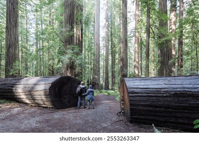  Tourists Standing Between the Huge Logs of a Fallen Redwood Tree, Admiring the Redwood Forest in California. - Powered by Shutterstock