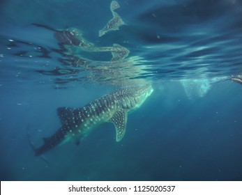 Whale Shark Cebu Images Stock Photos Vectors Shutterstock