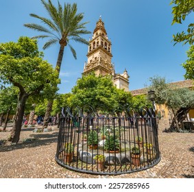 Tourists visiting Patio de los naranjos, a orange tree garden next to the Mosque-Cathedral. Torre del campanarios (Belfry tower) in the background. Cordoba, spain. - Shutterstock ID 2257285965