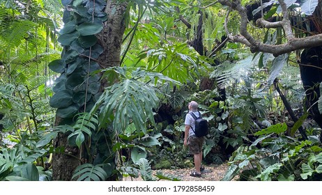 Tourists Walk In An Outdoor Tropical Garden During The Rainy Season In Thailand, Rainforest, Tall Trees.