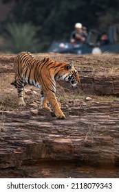 Tourst And Photographer Seeing The Tigress At Ranthambore Tiger Reserve, India