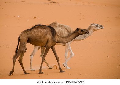 Tow Camels In Wild