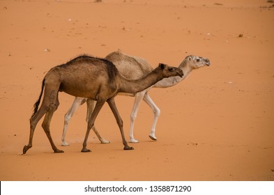 Tow Camels In Wild