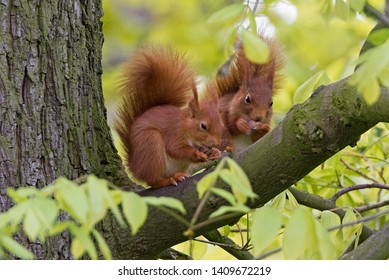 Tow Cute Red Squirrels Busy Eating Nuts