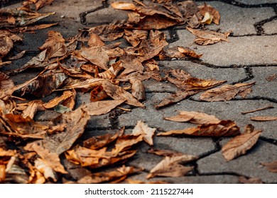 Towards autumn there are many leaves on the pedestrian path. cobblestones and foliage
