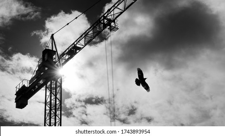 Tower crane and flying bird silhouette on sky with sun beams shining in clouds. Black and white lifting device with rolling trolley on jib and rook with spread wings on dramatic cloudscape background.