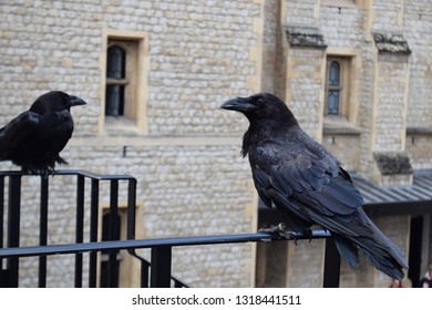 Tower Of London Ravens