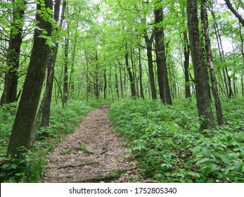 Tower Rock Path With Hardwood Trees Showing Beautiful Shades Of Green In Spring