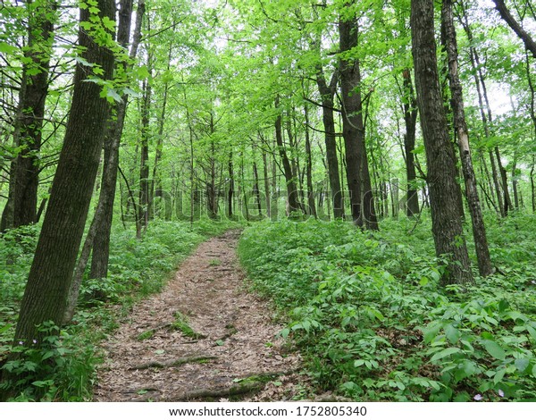 Tower Rock Path with hardwood trees showing\
beautiful shades of green in\
spring