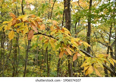 Tower Trail At Mount Tom State Park In Washington, Connecticut