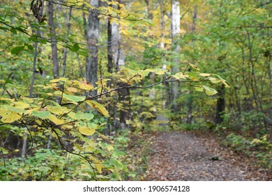 Tower Trail At Mount Tom State Park In Washington, Connecticut