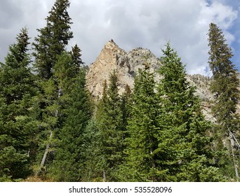 Towering Above The Trees
