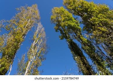 Towering autumn poplar trees changing leaves converging against blue sky