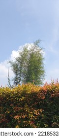 Towering Bamboo Trees Behind The Red Shoots Bordering The Tree Whith Cloudy Sky Condition.